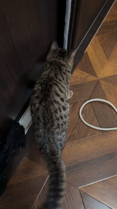 Котенок британец 500 тысяч