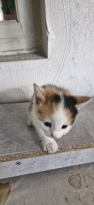 Животные  домашние