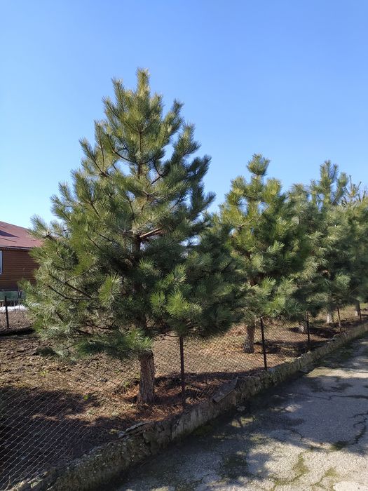Продам сосны крымские 3-4м