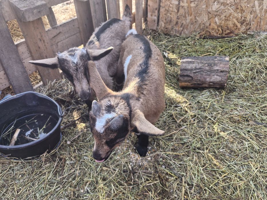 Iezi de vanzare viu sau carcasa