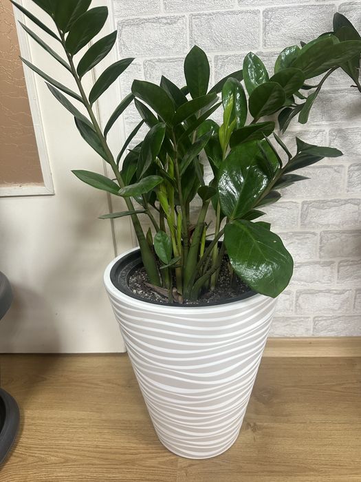 Замиокулкас цвете в саксия