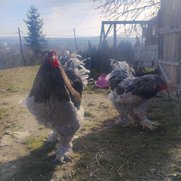 Oua de la găini brahma.