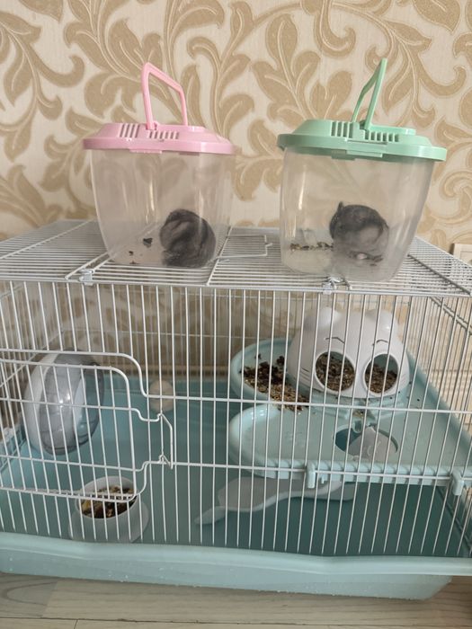 Продам 2 хомяка 1 девочка 1 мальчик
