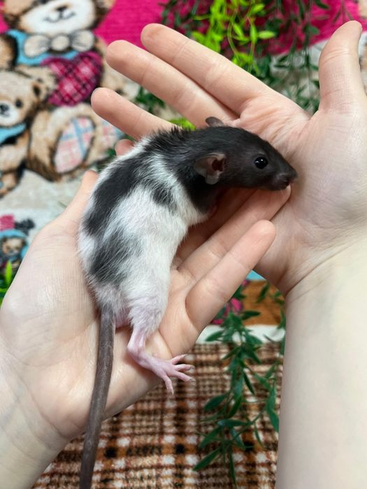 Крысы малыши (крысята,крыса)