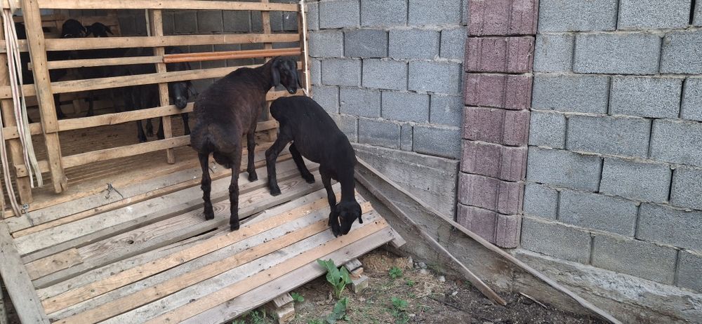 2 Қозы сатылады, 4 айлықтар
