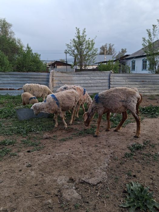 Срочно продам срочно