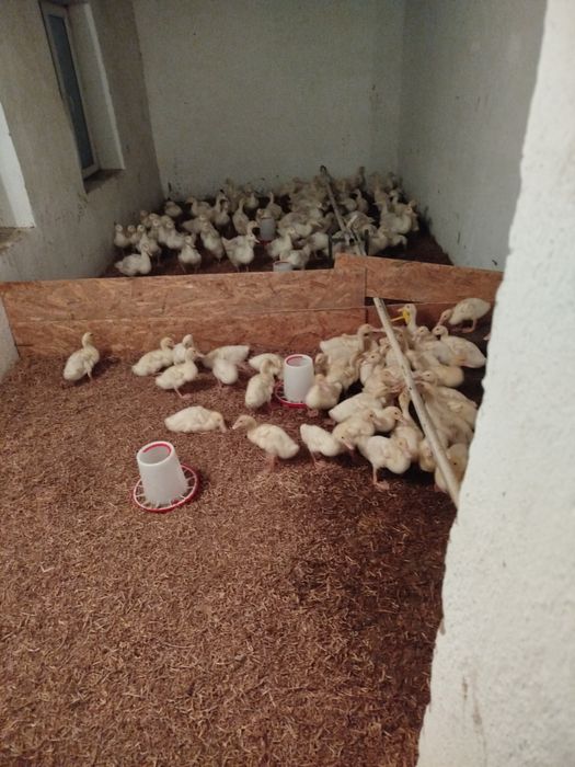 Утята башкирские