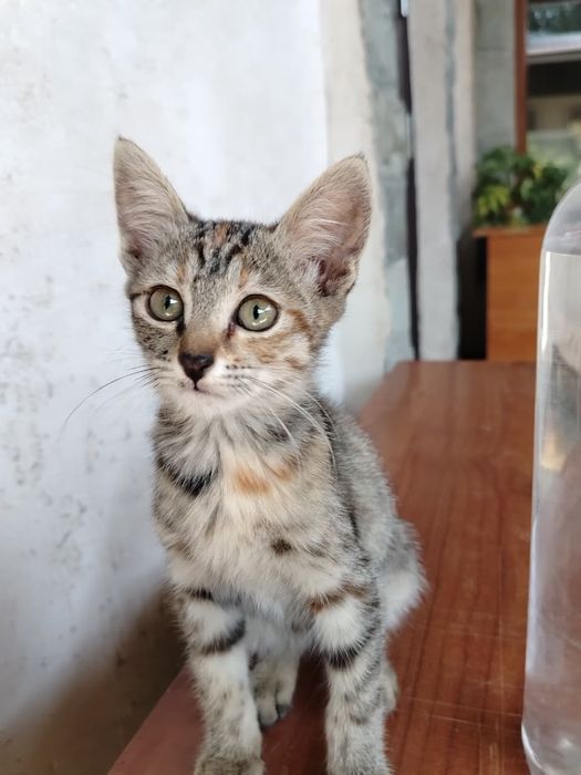 Срочно отдам кошек с котятами в добрые руки