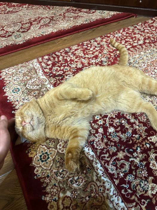 Кошка Гарфилд 3 года