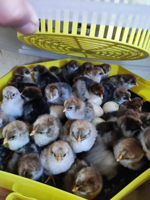 Яйца за люпене от катунски кокошки