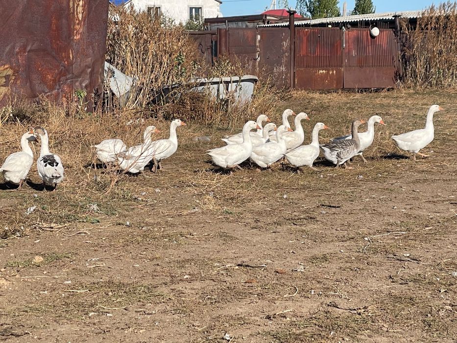 Продаются гусята