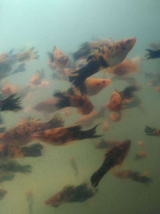 Продам ситцевых меченосцев