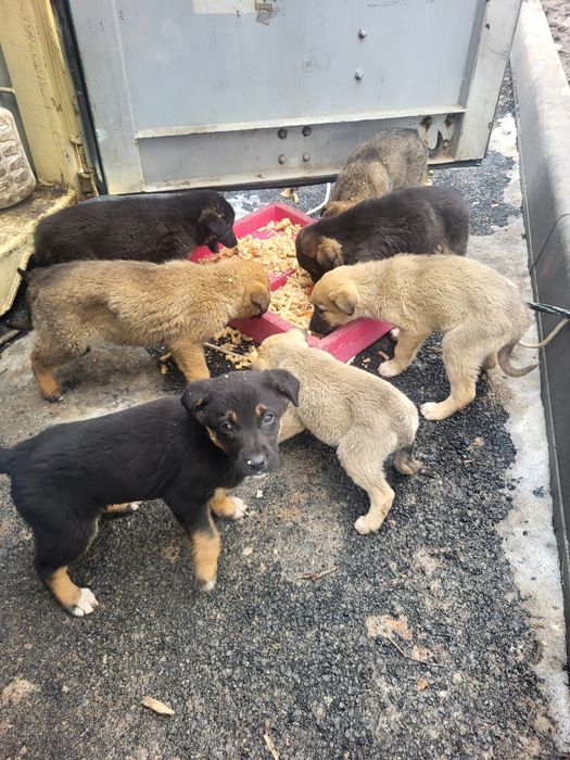 Щенки бесплатно Гульдала