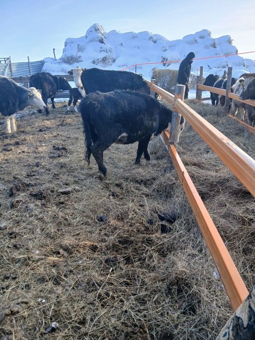 Продам Телку стельную(беременная)