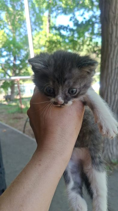 Котик мальчик в добрые руки
