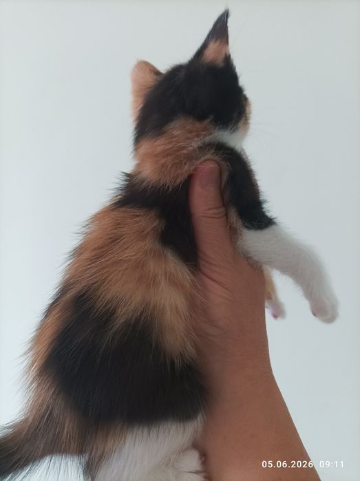 Британская короткашерстная