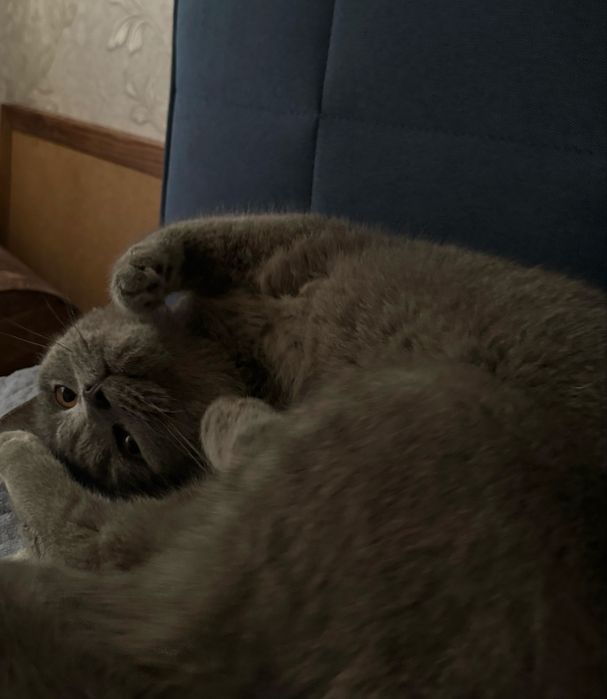 Британская кошка