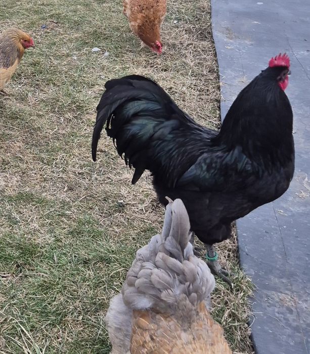 Vând cocoși Australorp!