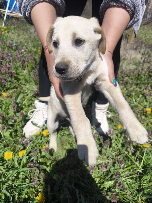 Лабрадор ретривър