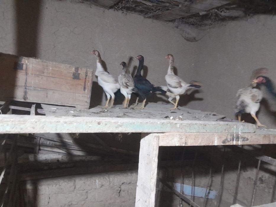 Yaqinda tuxumga kiradi