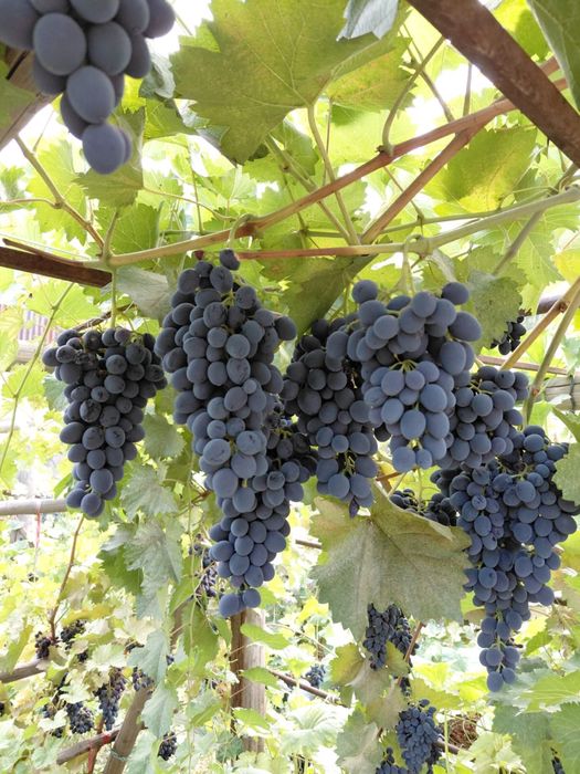 Продам виноград