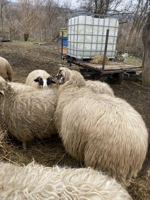 Berbeci breezi 2 ani