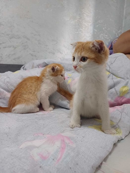 Отдам котят в добрые руки