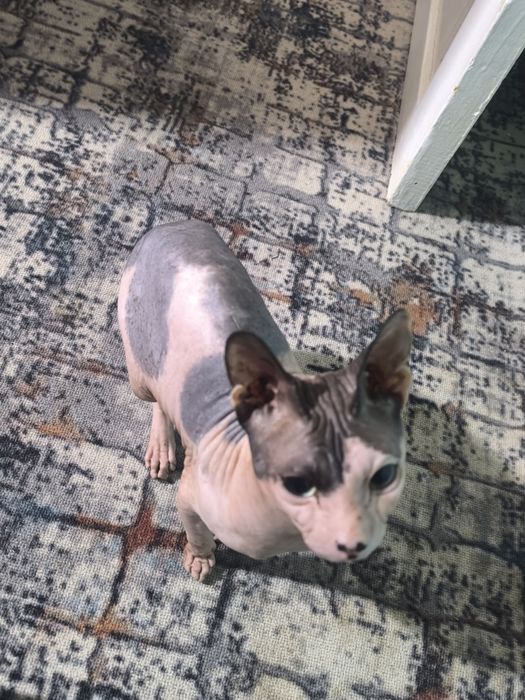 СРОЧНО!Сфинкс в добрые руки