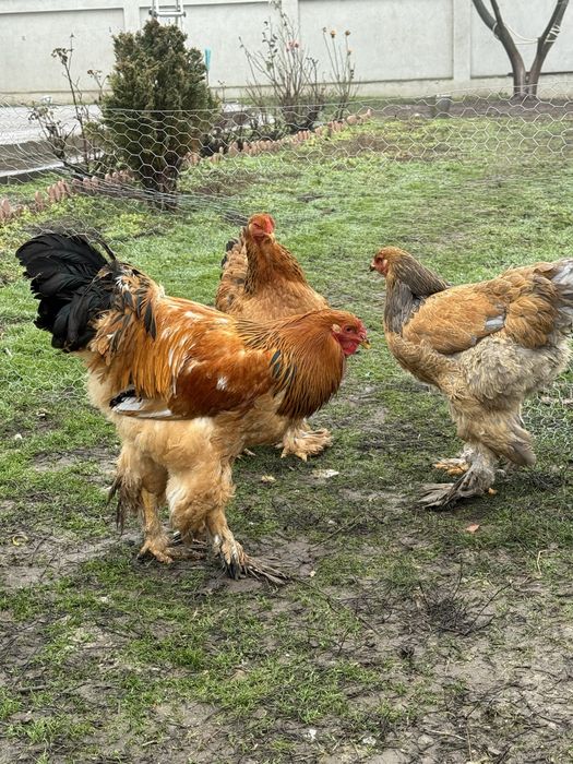 Oua Brahma de incubat