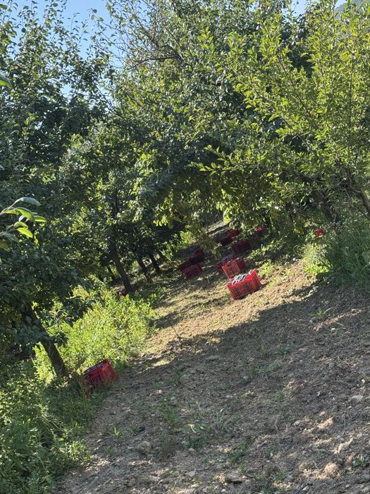 Prune coapte pentru țuică