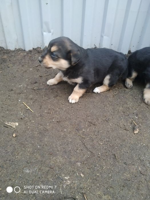 Отдадим щеночков в добрые руки