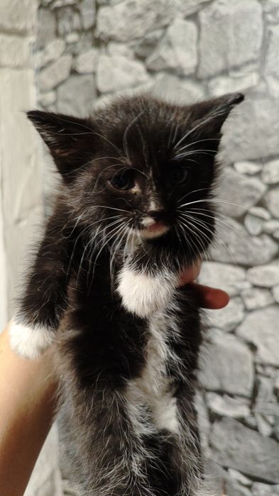 Отдам котенка девочку