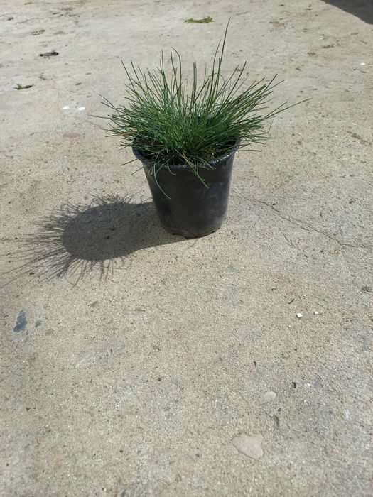 Фестука (Festuca glauca)