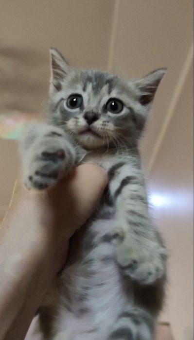 Продам домашнего котика 2 месяца