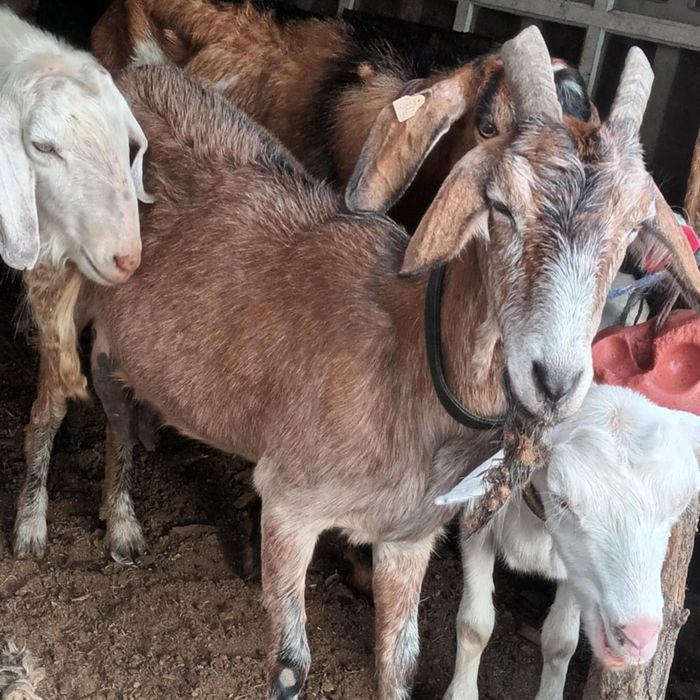 Vând capre și un tap