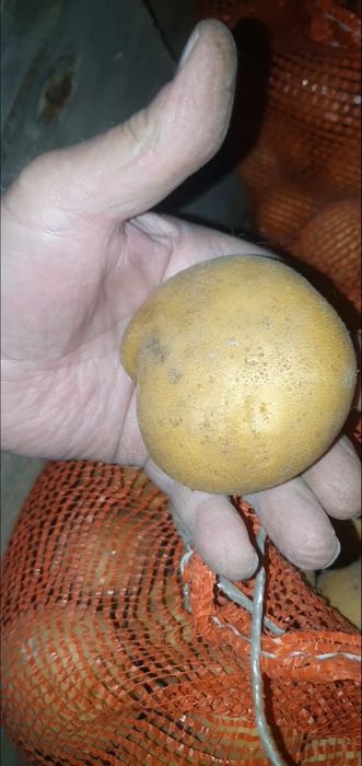 Картошка домашняя