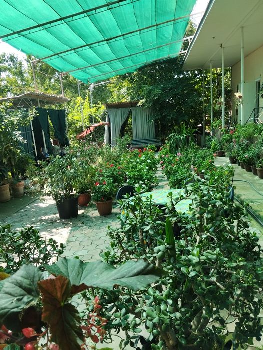 Декоративные цветы