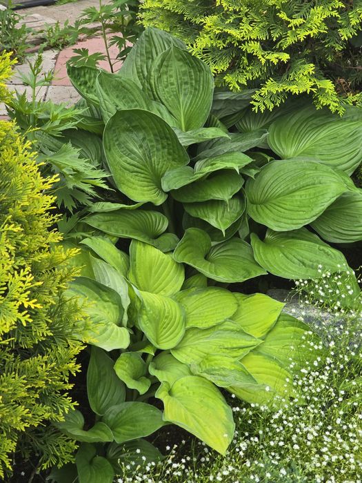 Отростки растения хосты