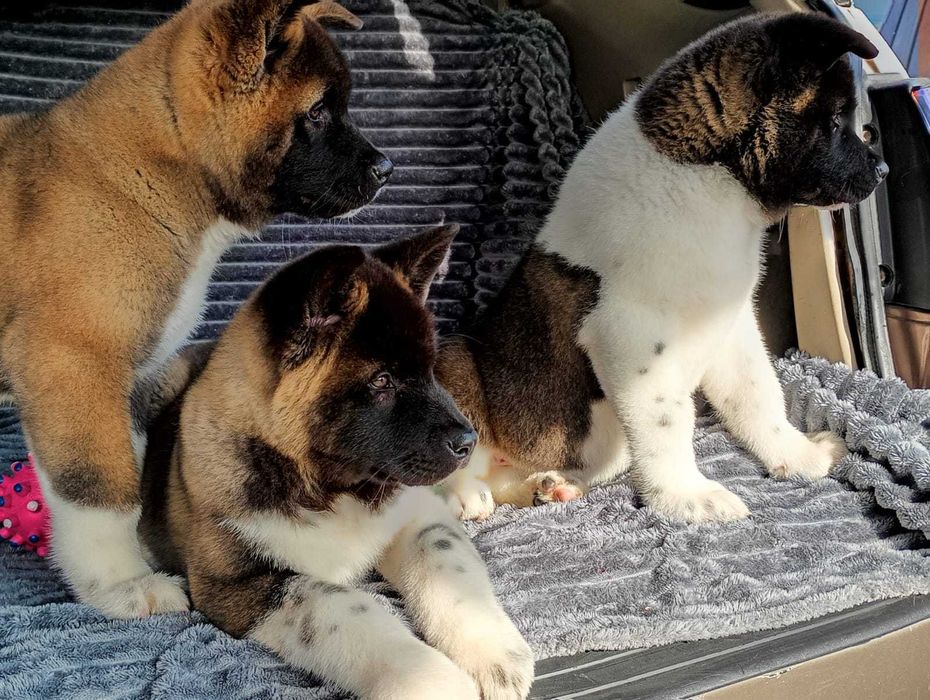 Плюшевые щенки акиты