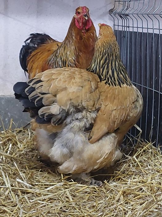 Oua de incubat,  pui de o zi,  păsări de rasă,  Brahma , Australorp,