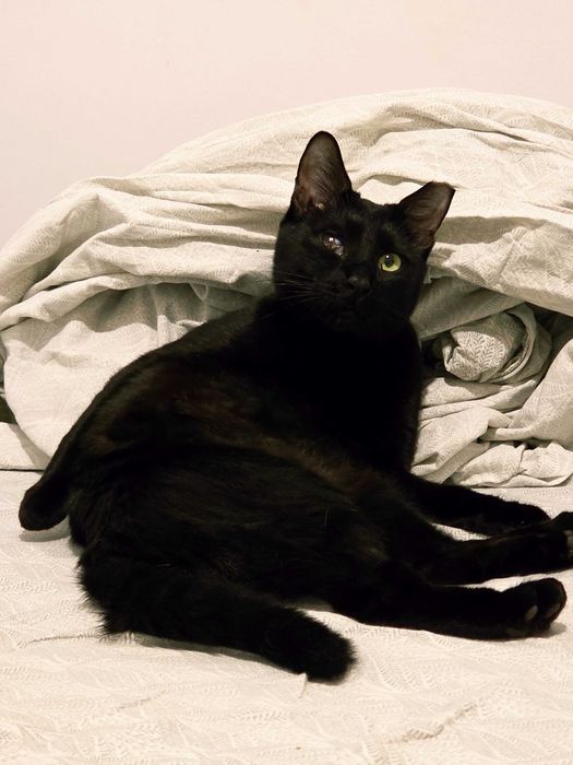 Pisica sterilizata spre adoptie