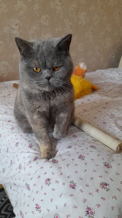 Британская колорпоинт серебрянная