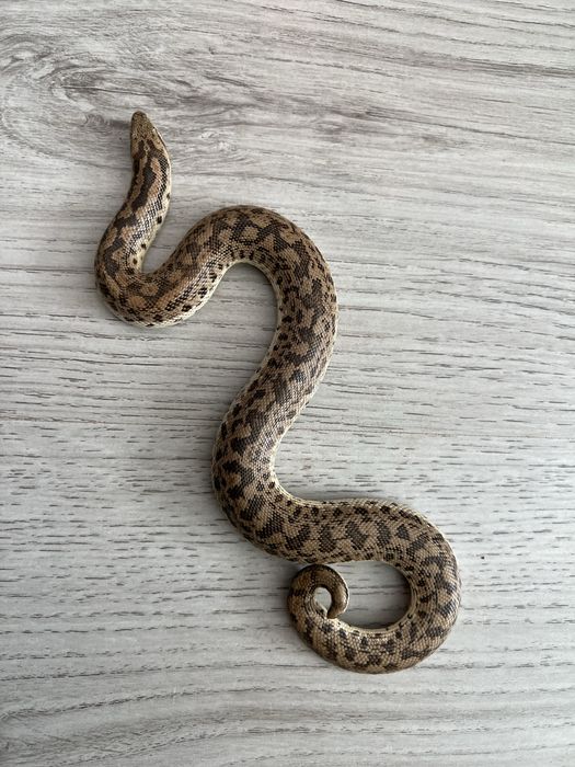 Sarpe sadboa/ boa de nisip