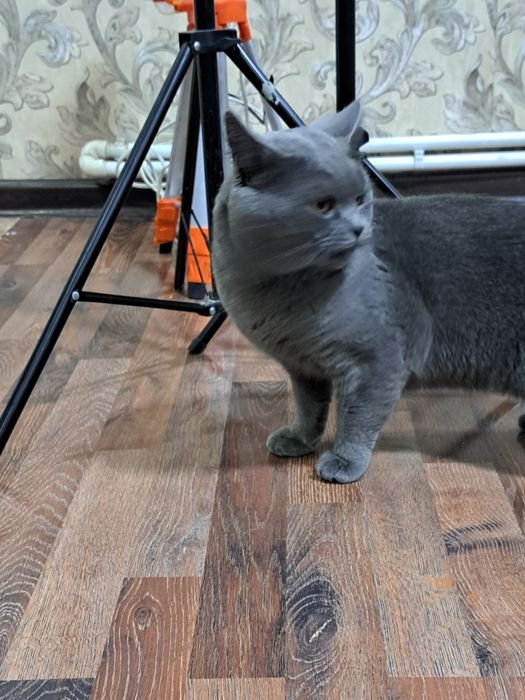 На вязку!котик ищет кошечек