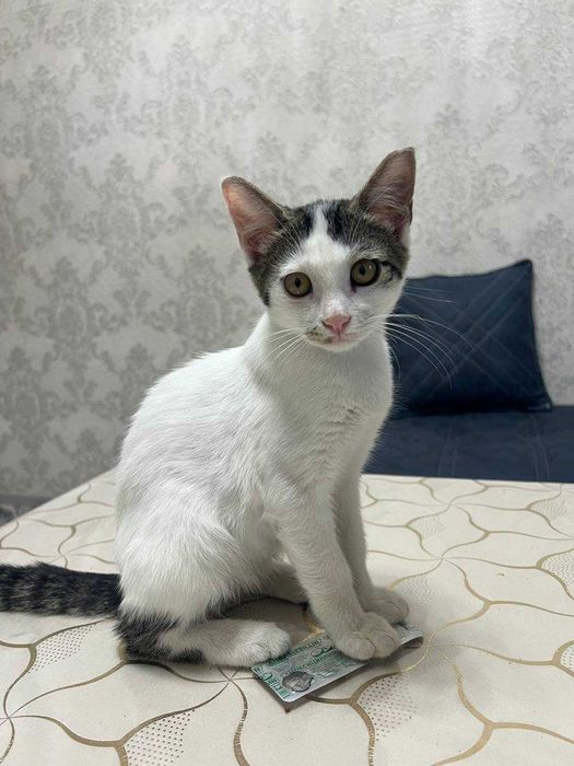 Котенок мальчик. 3,5 месяца