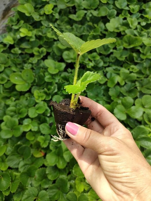 Құлпынай көшет  ( Рассадка клубники )