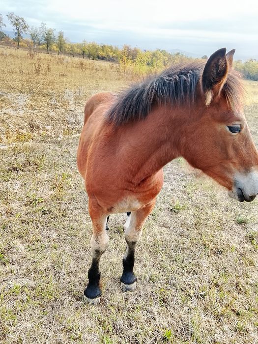 Mânză de 5 luni de vînzare!
