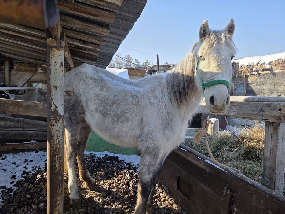 Продается жеребая кобыла