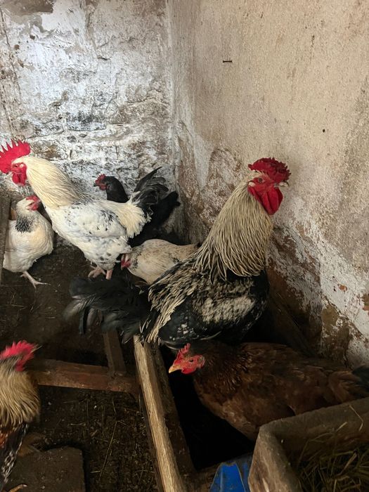 Петли Домашни на свободно гледане