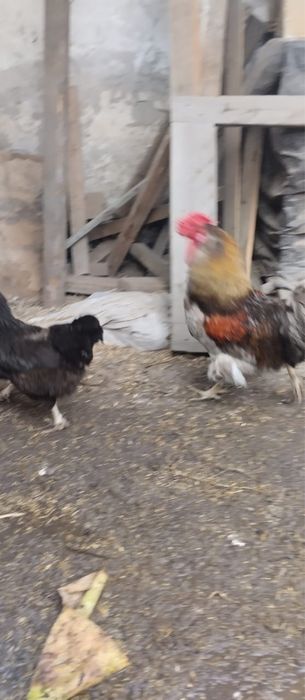Продаются петухи